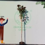 Magnólia veľkokvetá (Magnolia grandiflora) ´GALLISONIENSIS´ - výška 250-270 cm, kont. C25L, obvod kmeňa 6/8 cm - NA KMIENKU